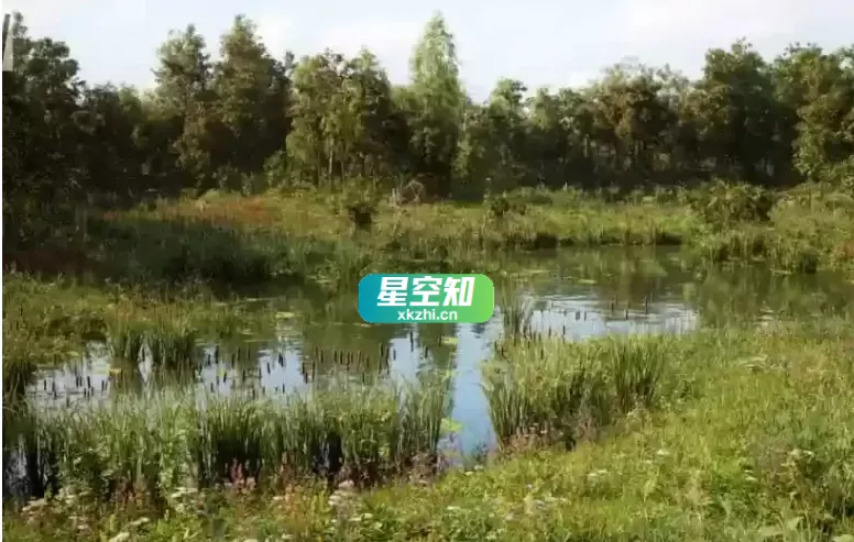 草甸森林树木生物群系 MW Meadow Forest Trees Biome-星空知